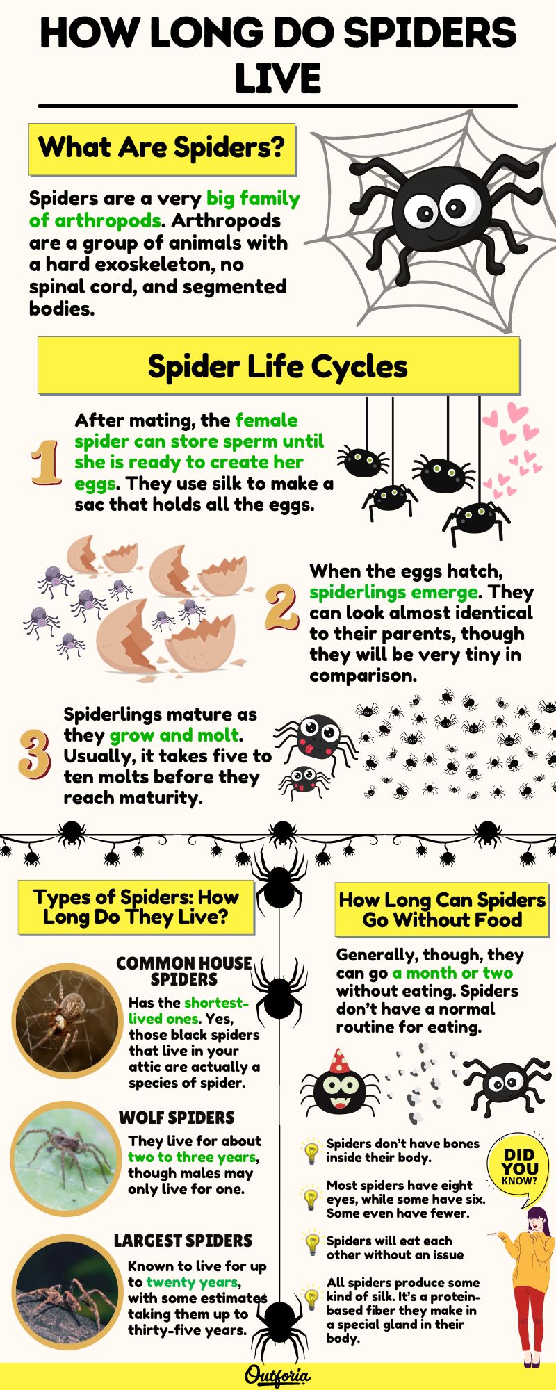 Chart of how long do spiders live complete with facts, pictures, and more