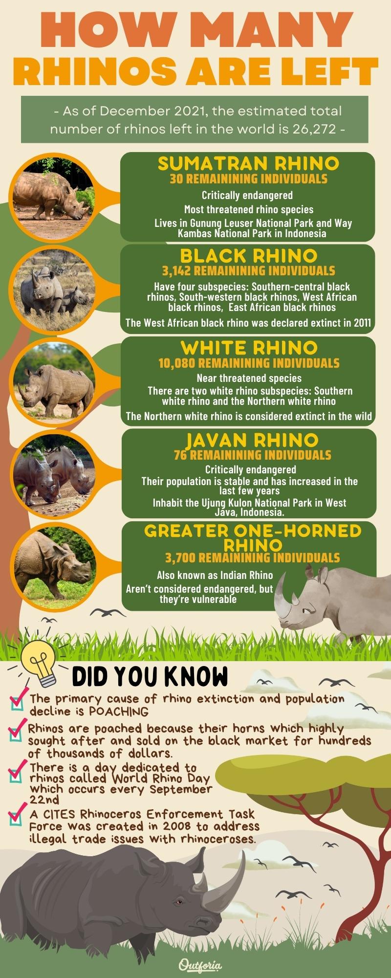chart about how many rhinos are left with facts and images