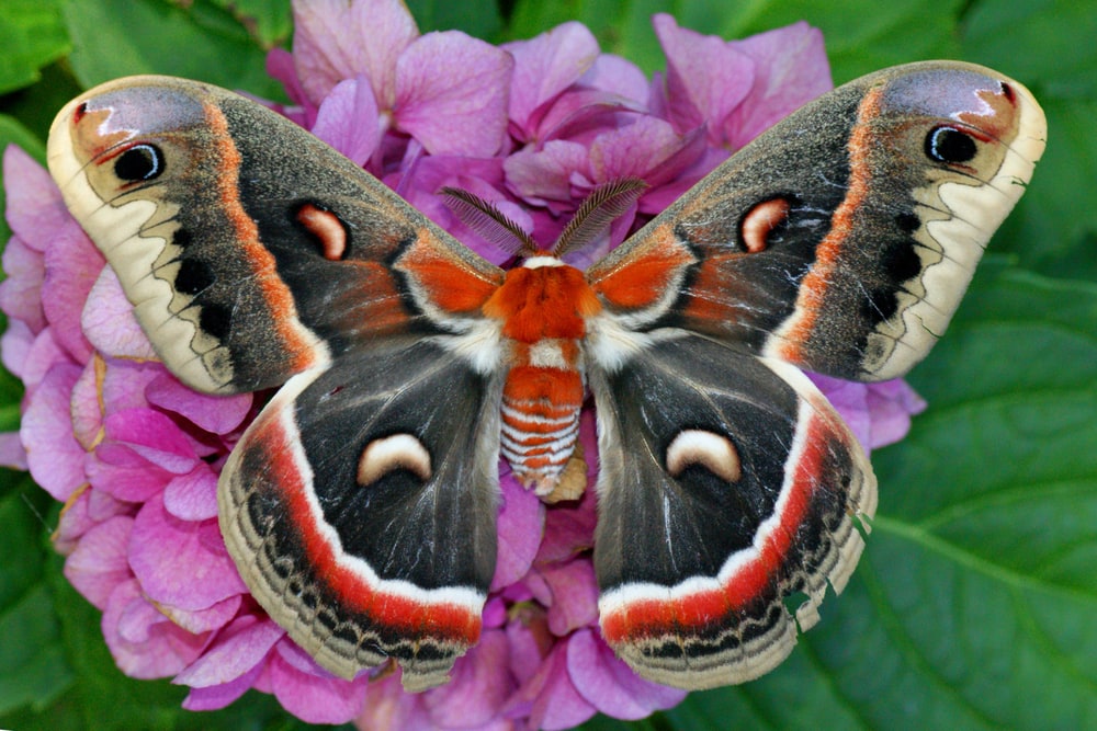 Butterfly laying on a pink flower