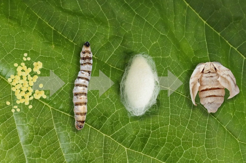 Picture of the life cycle of a moth