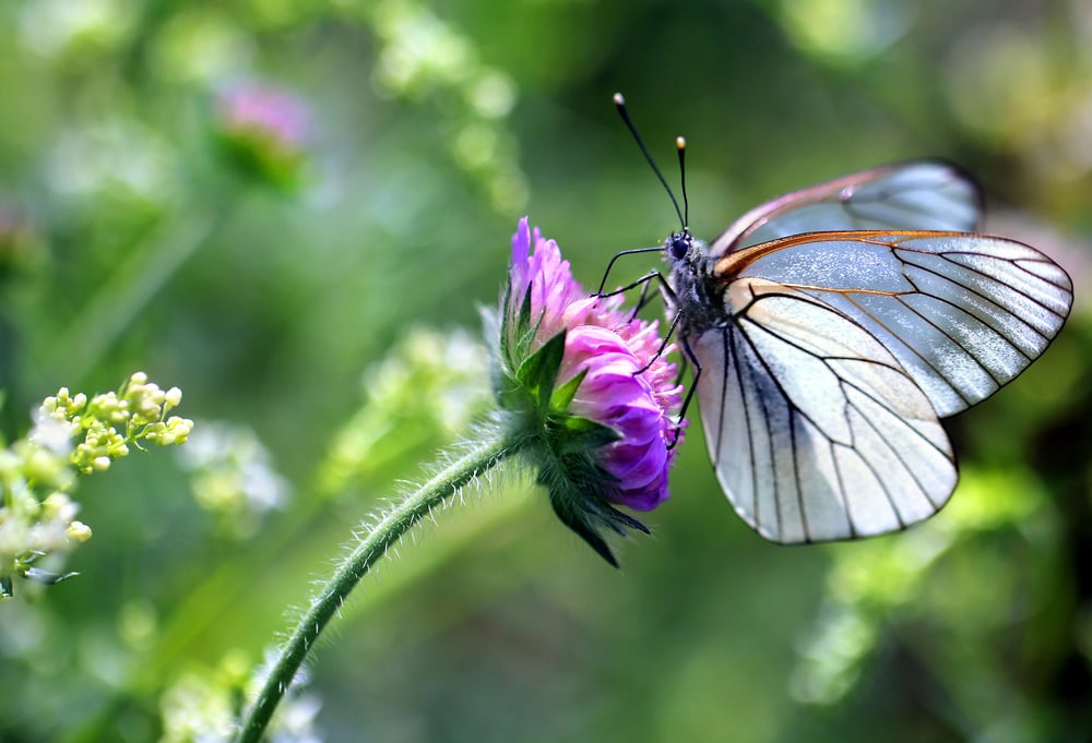 Butterfly landing on a beautiful purple flower