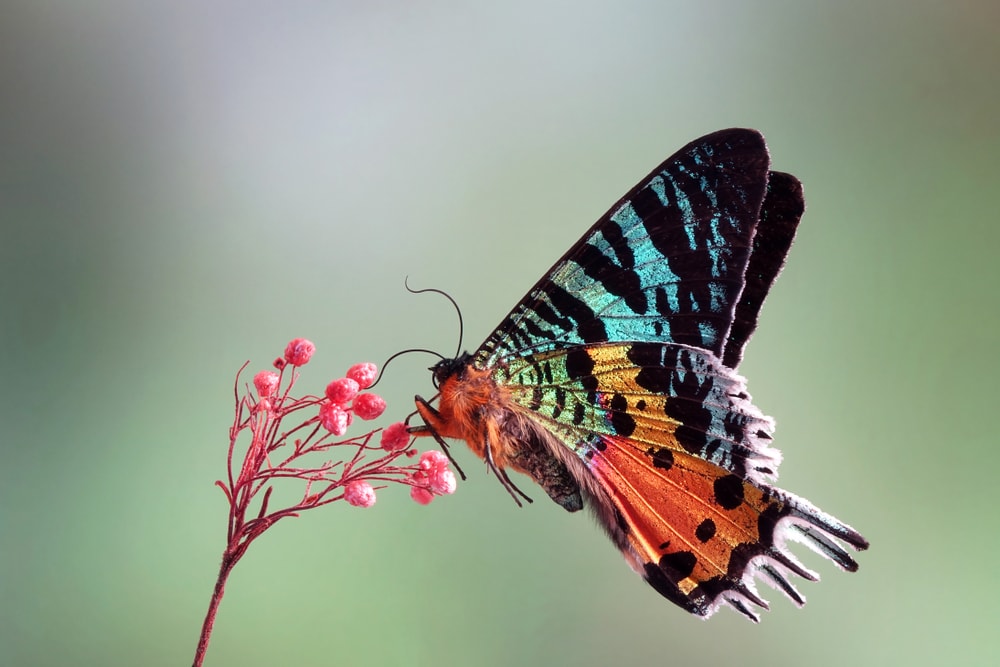 Butterfly laying on a cherry flower