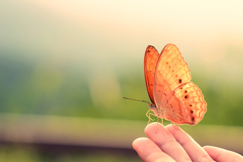 Butterfly landing on human's finger