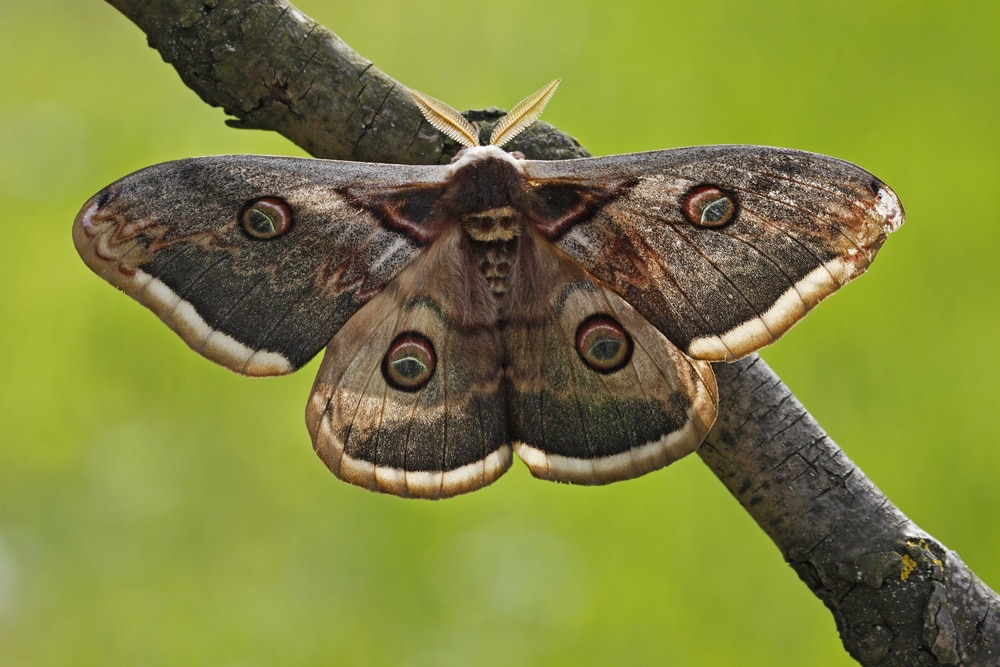 Moth laying on a bark of tree