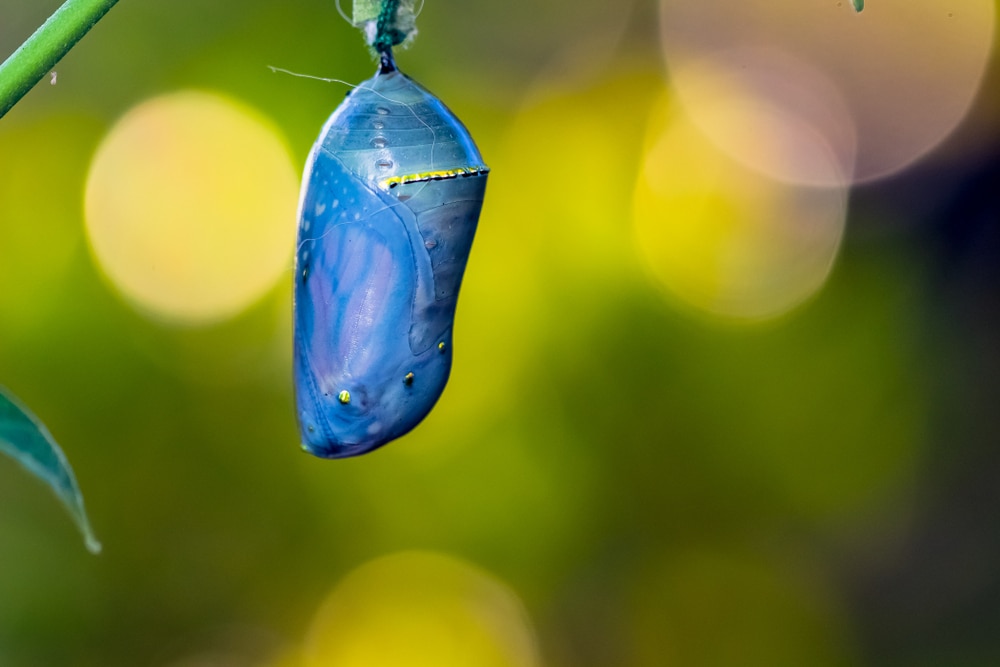 Blue pupa attached on a plant