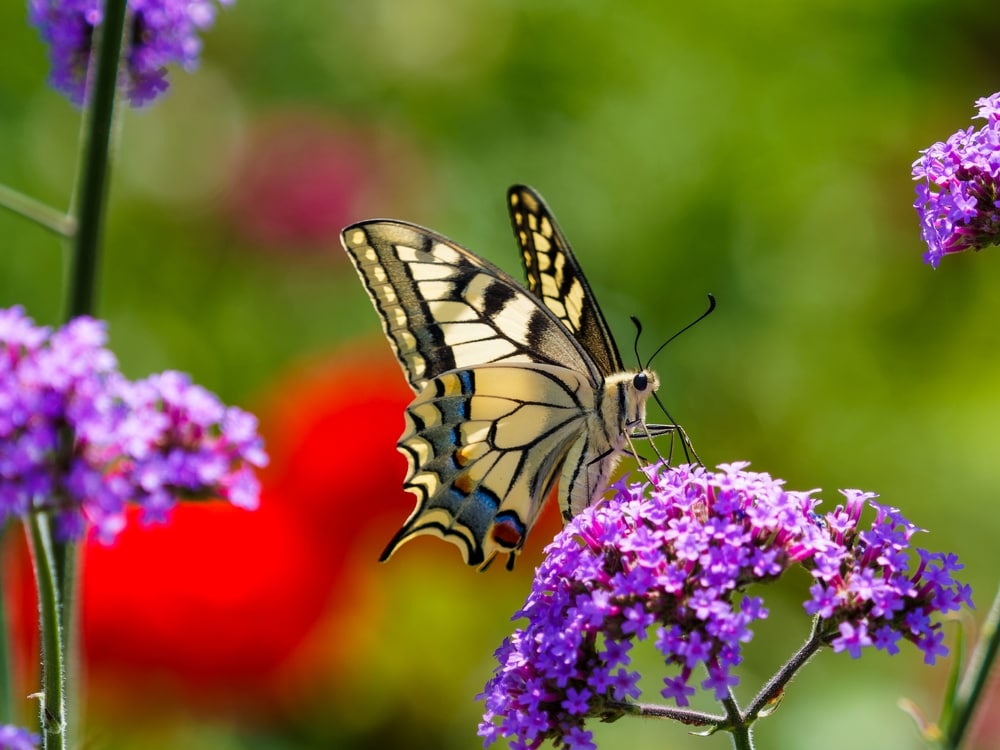 Butterfly laying on a purple flower