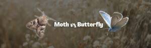 Moth vs butterfly featured image