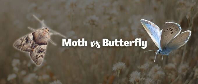 Moth vs butterfly featured image