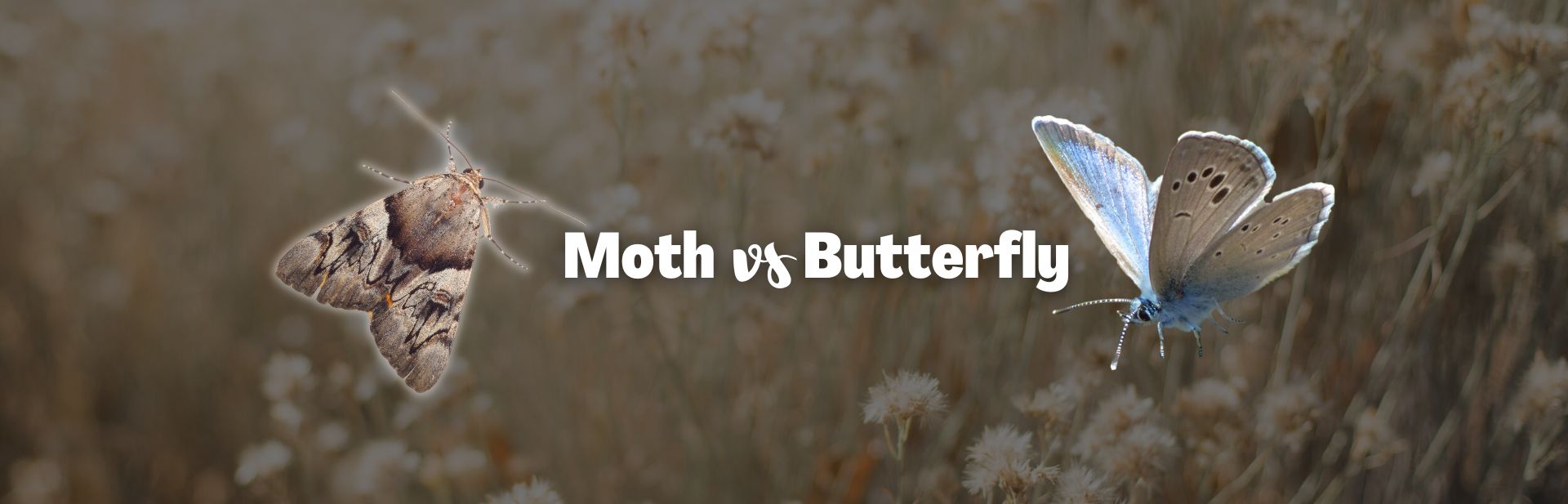Moth vs Butterfly: How Are They Different?