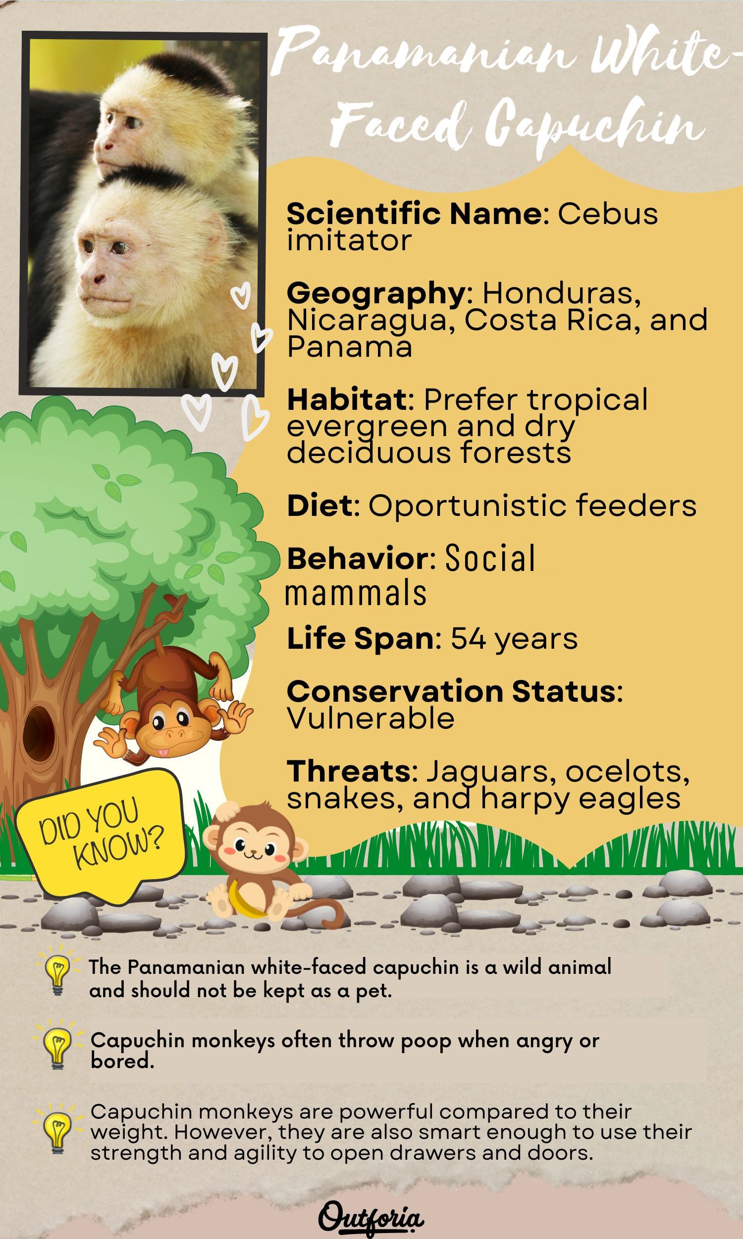 Chart of panamanian white-faced capuchin complete with facts, pictures, and more