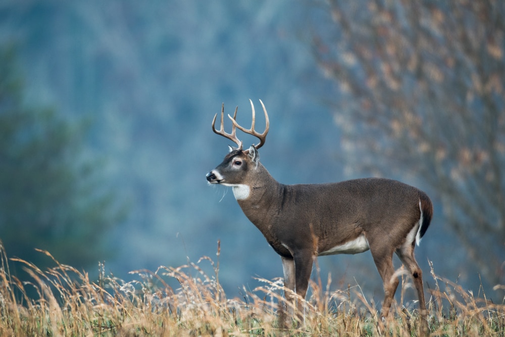 image of a white tailed deer