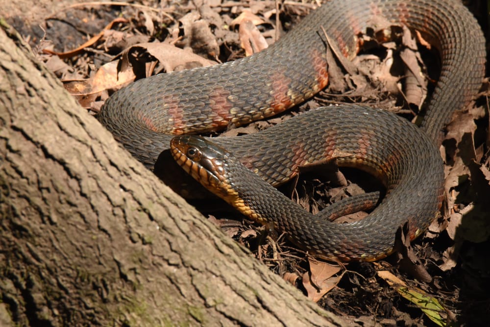 image of a banded water snake or Nerodia fasciata basking on dried leaves 
