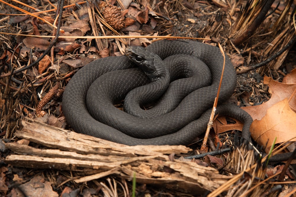 image of a black racer coiled on leaf and twig litter