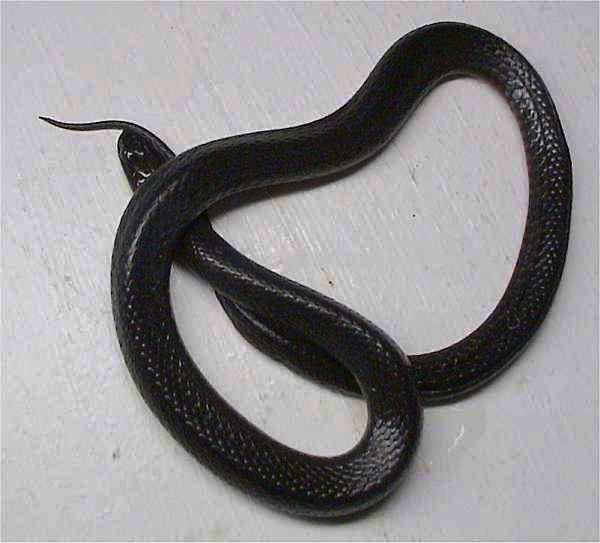 image of a black swamp snake on a white background