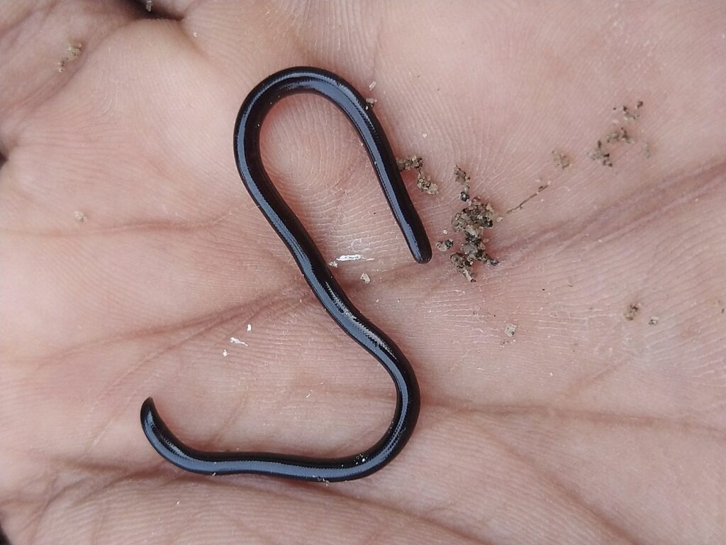image of a Brahminy blind snake on the palm of a hand 