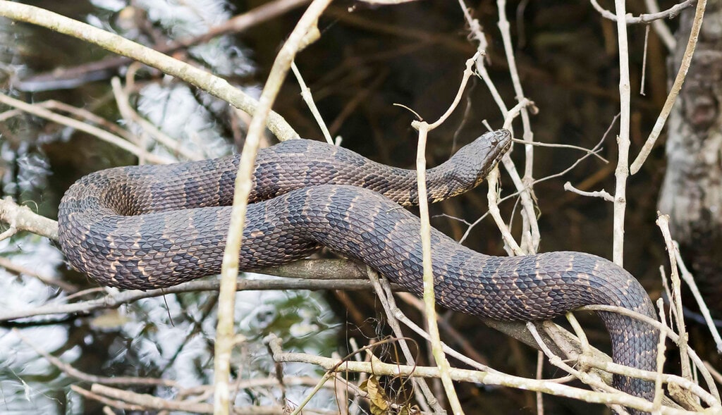 image of a brown watersnake resting on tree logs by the river