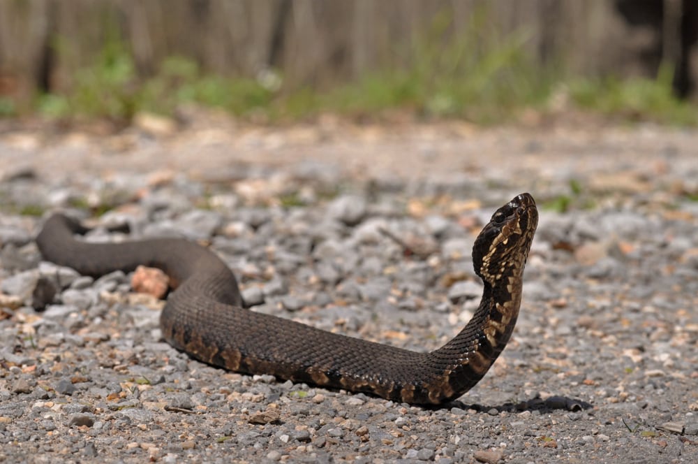 image of a cottonmouth with its head up