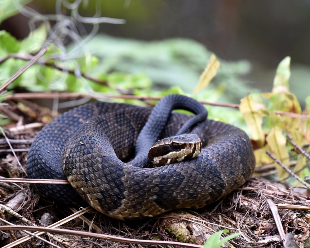 image of a cottonmouth or water moccasin resting on the ground