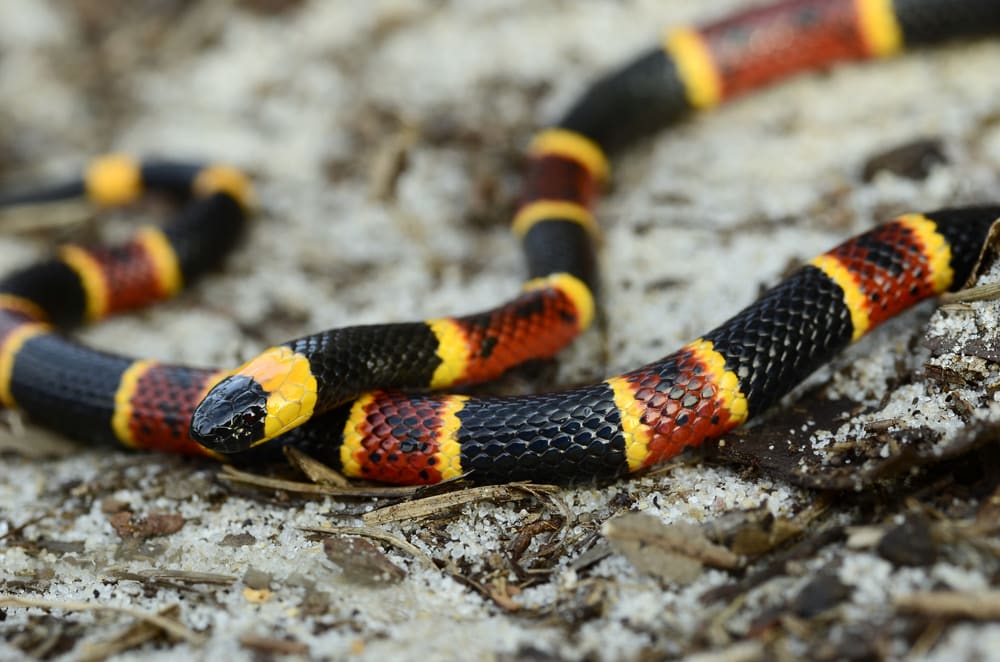 image of a eastern coral snake on a rock 