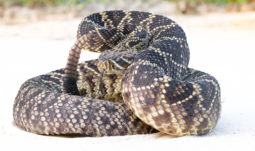 image of an eastern diamondback rattlesnake on a defensive position