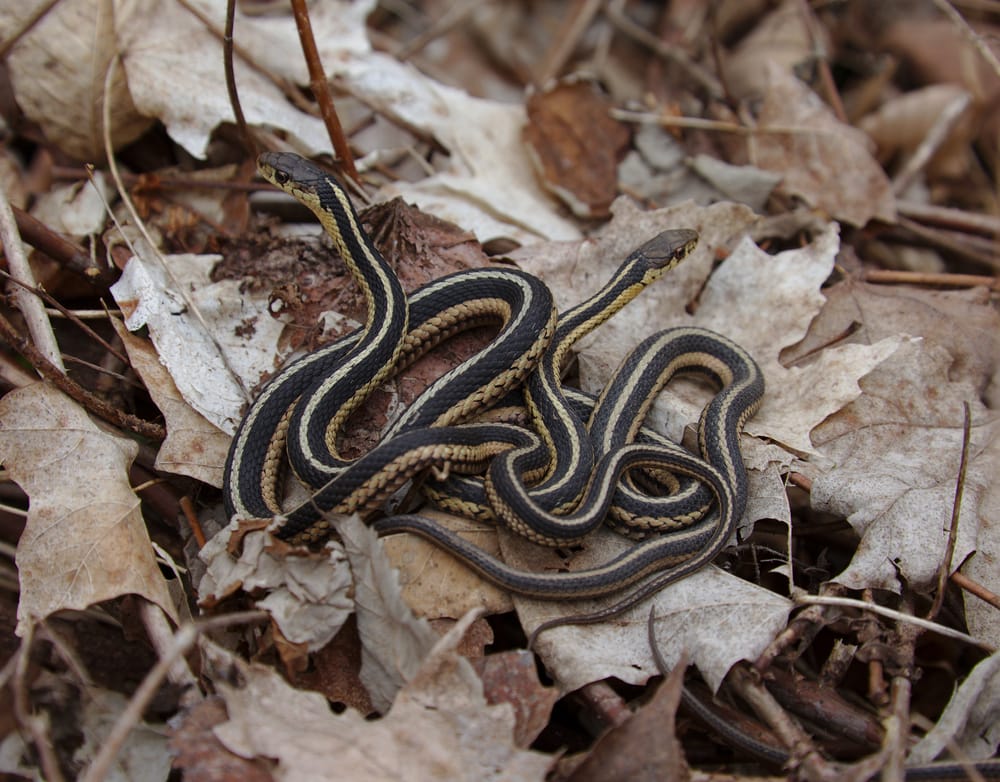 two eastern garter snakes on a leaf litter