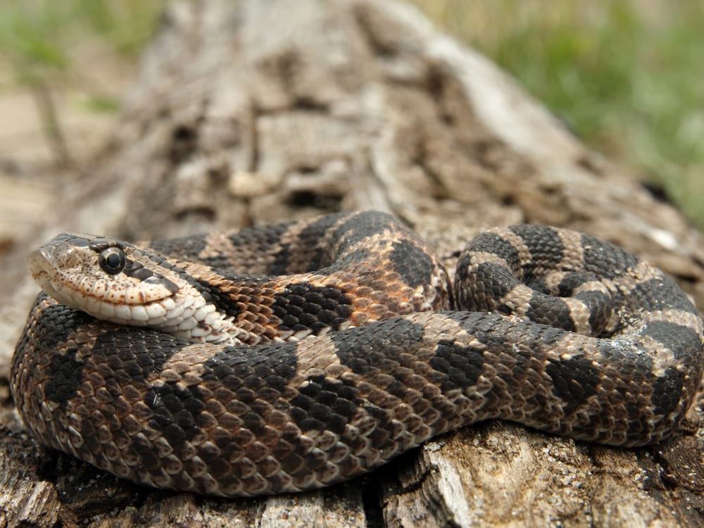 close up of eastern hog-nosed snake resting on a tree log