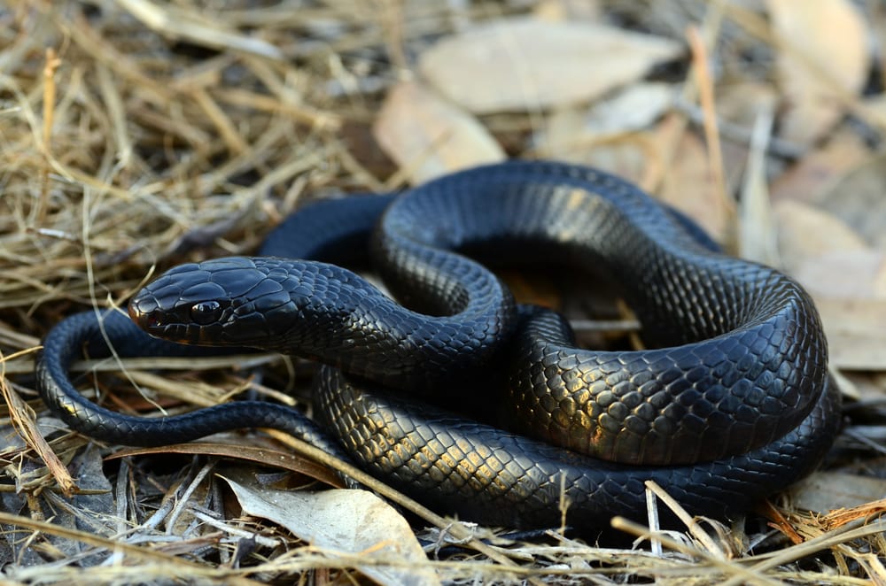close up image of an eastern indigo snake 