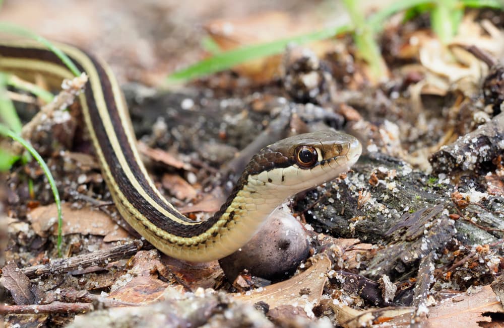 close up image of an eastern ribbon snake