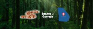 snakes in Georgia featured image