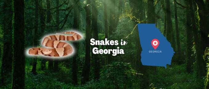 snakes in Georgia featured image