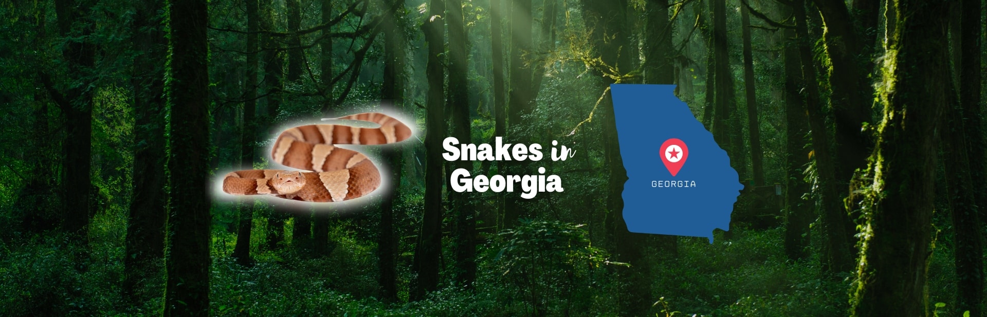The 30 Most Common Types of Snakes in Georgia