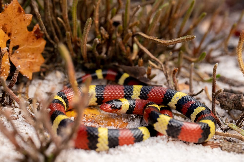 image of a coral kingsnake on a sand 