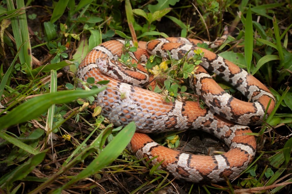 an eastern milk snake on the grass