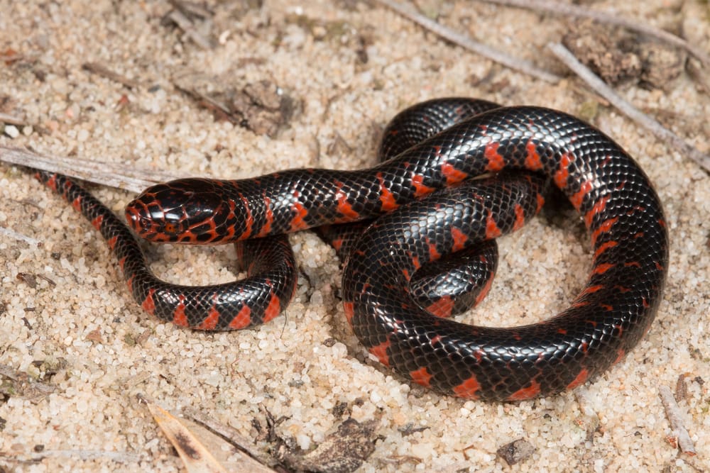 image of mud snake showing its red underbelly