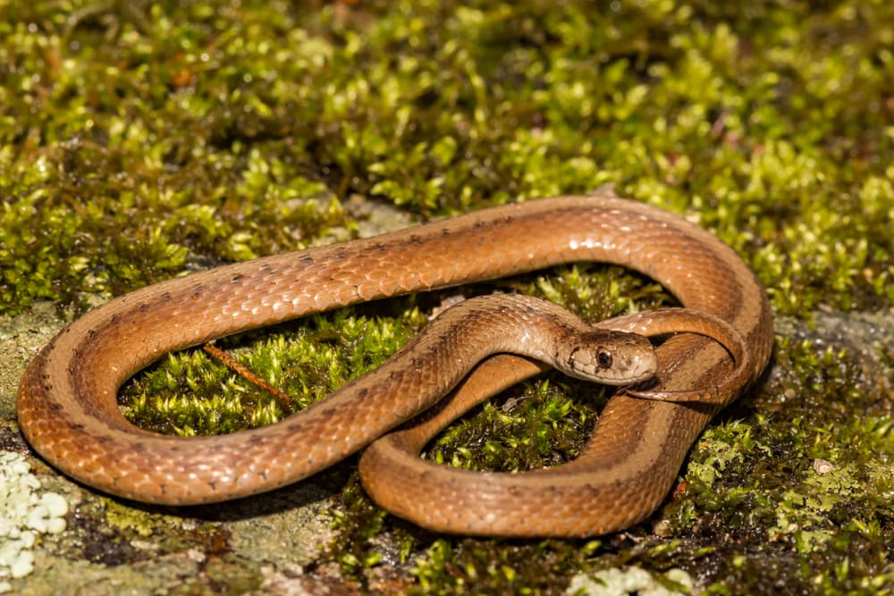 image of a brown snake (Storeria dekayi)) on top of a mossy surface