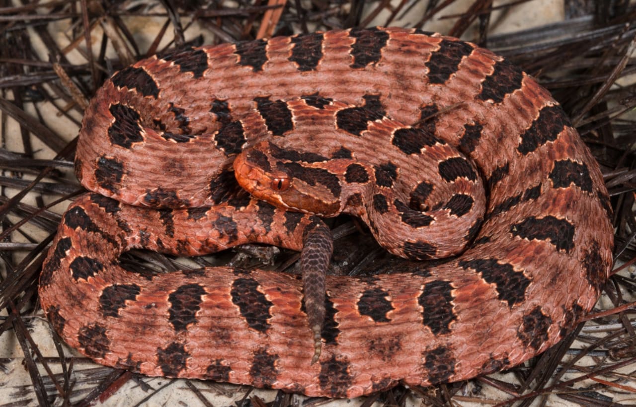image of a red phase pigmy rattlesnake