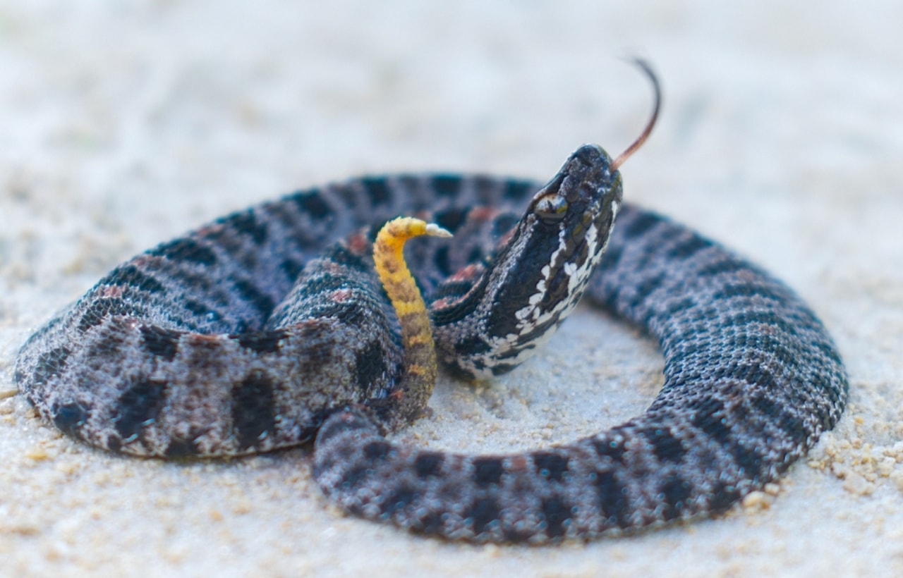 image of a dusky pigmy rattlesnake coiled on the ground