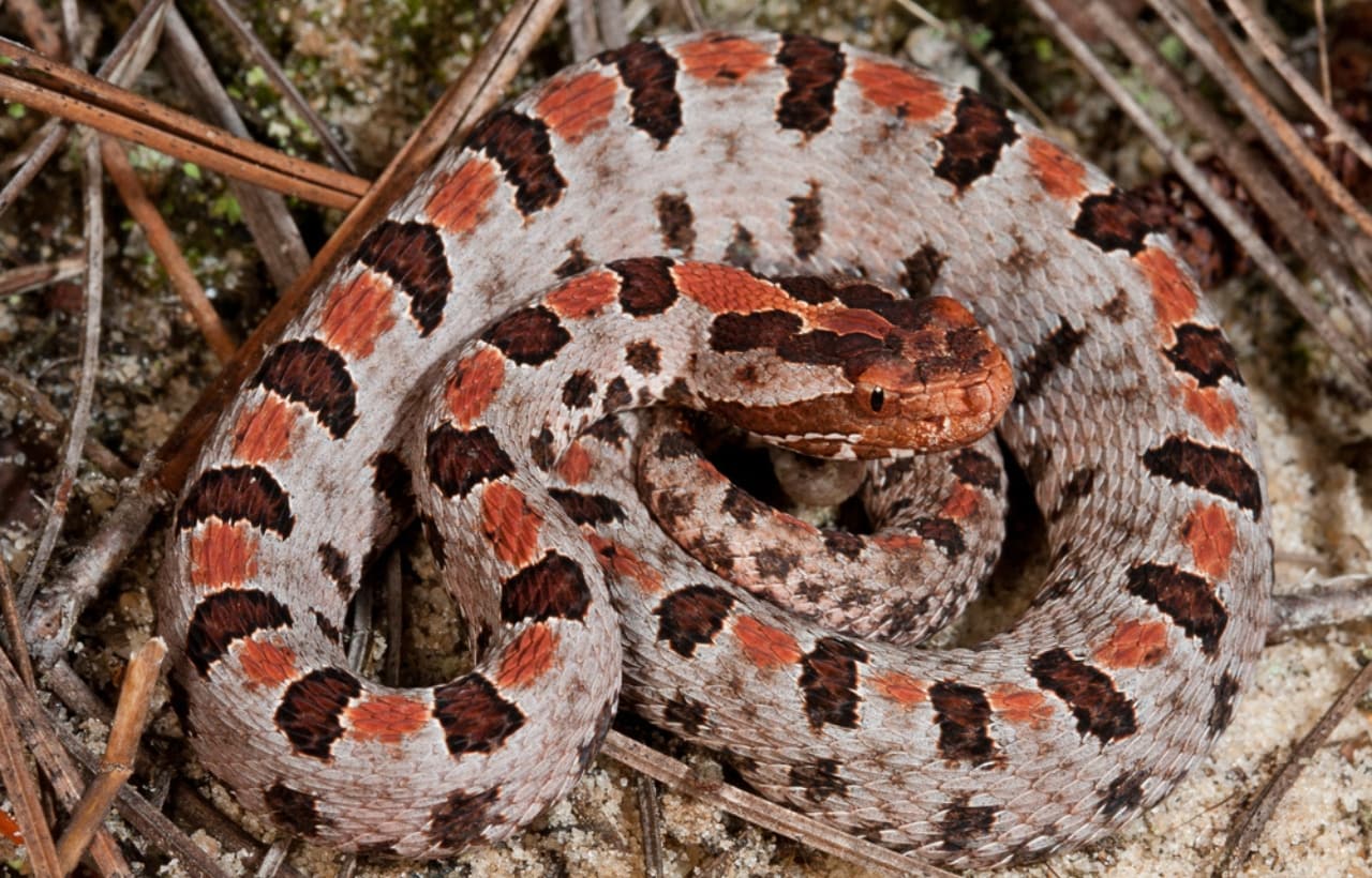 close up image of a gray phase pigmy rattlesnake coiled 