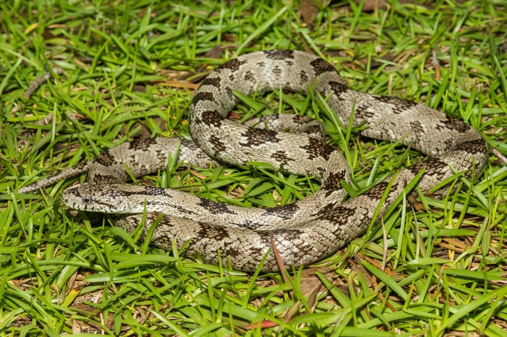 image of a gray rat snake on the grass