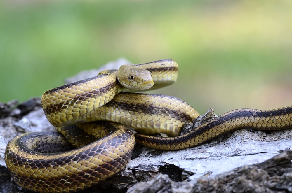 image of a yellow rat snake on a rock