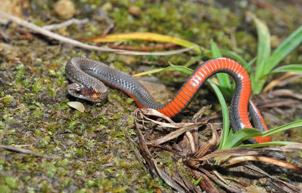 image of a red-bellied snake slithering on the ground