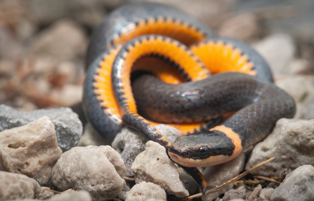 close up image of a northern ring snake showing its orange belly