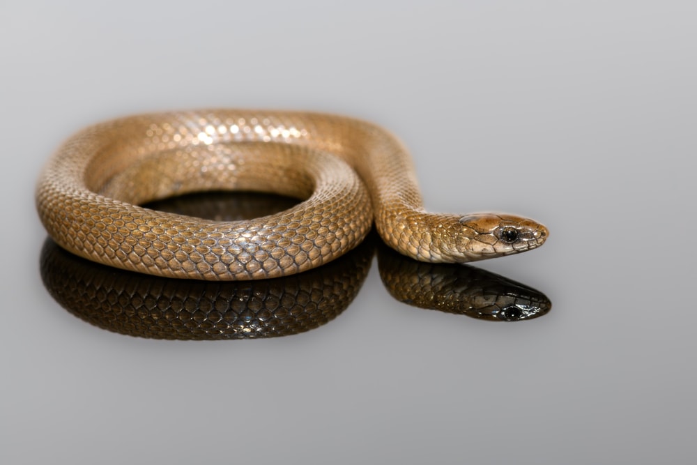 a coiled rough earth snake showing its reflection