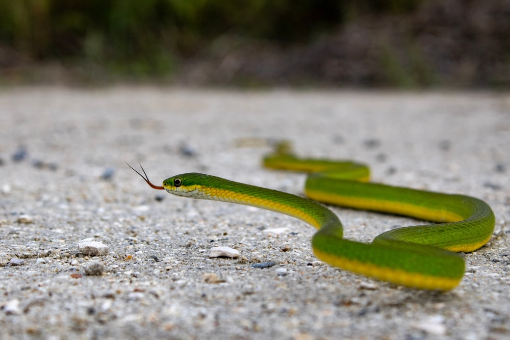 a rough green snake slithering on the ground with its tongue out