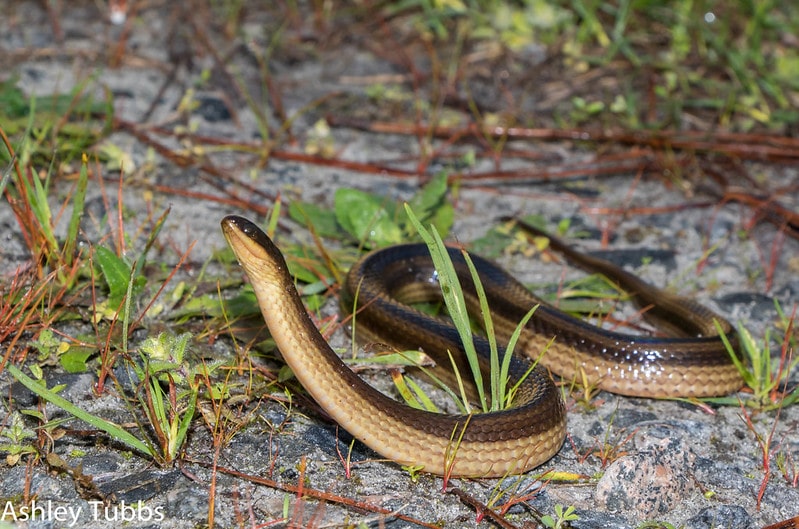 image of a striped crayfish snake  or also known as striped swamp snake