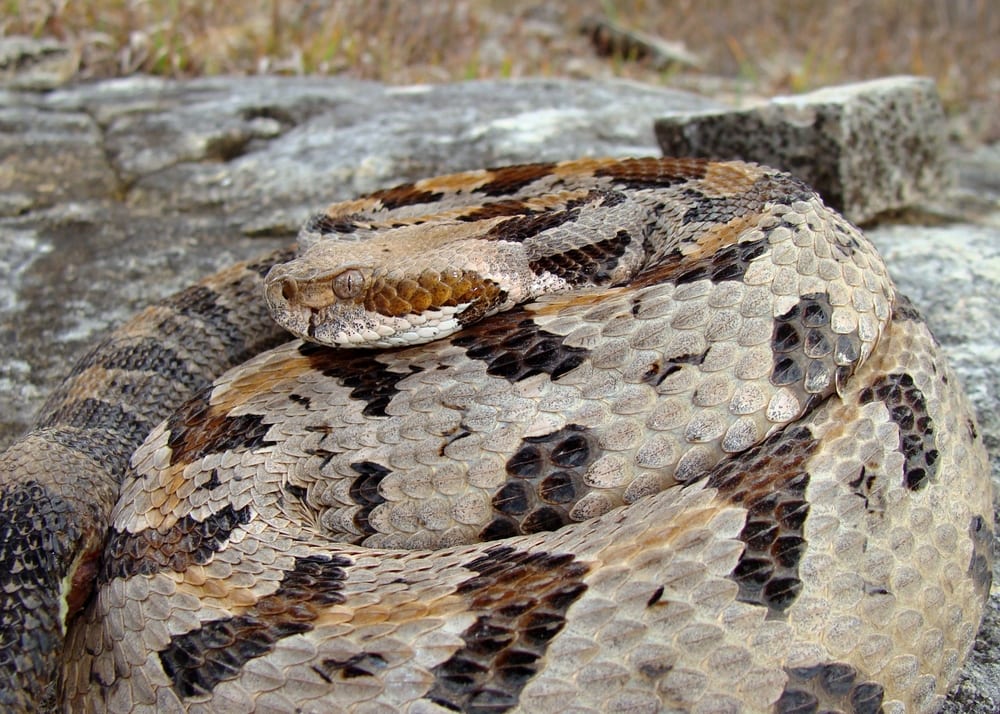 close up image of a coiled timber rattlesnake