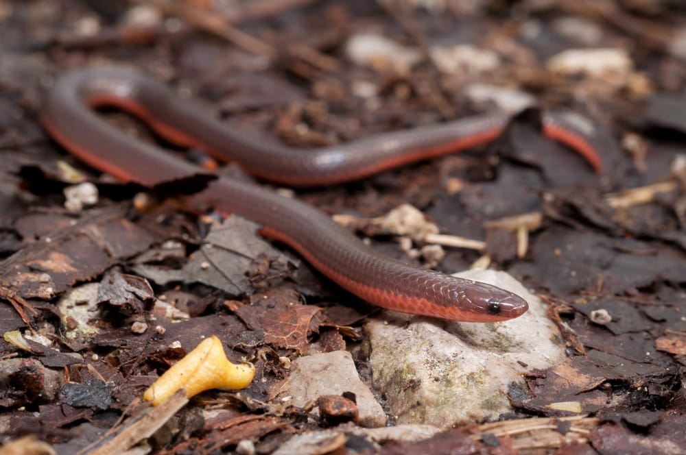 macro image of a worm snake on the ground