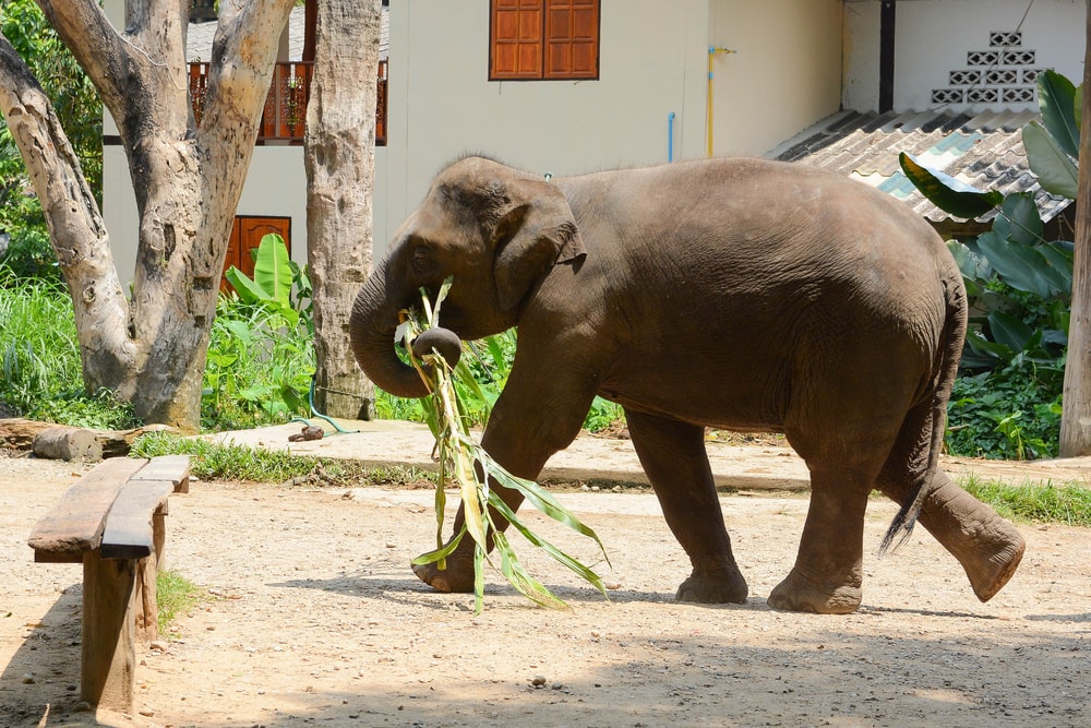 a young Asian elephant holding a sugarcane in its trunk