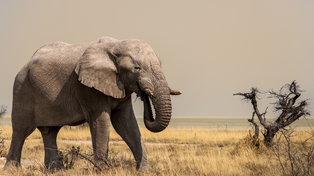 image of an African elephant walking on a savanna