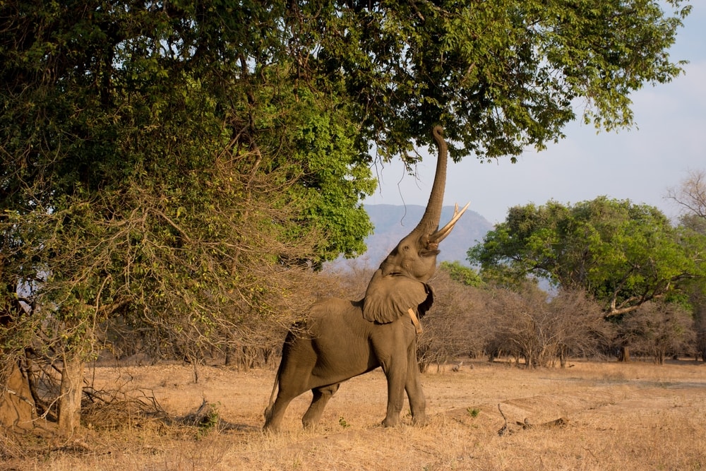 a young bull elephant reaching out its trunk to eat leaves 